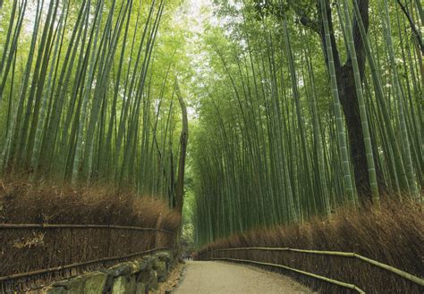Bamboo Grove NetBet